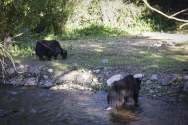A surprise sighting of some yaks in Larimer County, Colorado © 2022 L. Eilee S. George