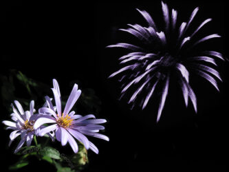 digitally-engineered double exposure of a nighttime flower shoot and a firework that has a similar appearance, from a series I did back in 2010 © 2010 Linda Eilee S. George
